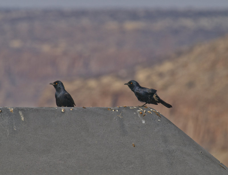 Pale winged starling, Grootberg